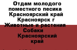 Отдам молодого поместного песика - Красноярский край, Красноярск г. Животные и растения » Собаки   . Красноярский край